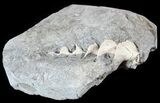 Archimedes Screw Bryozoan Fossil - Illinois #53350-2